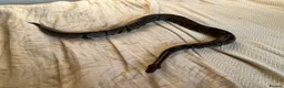 Python Snake reptiles for sale: Royal ball python and set up.  in Hemel Hempstead - Advert 8