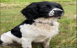 English Springer Spaniel dogs for sale: Springer Spaniel Puppies for sale  - Image 24