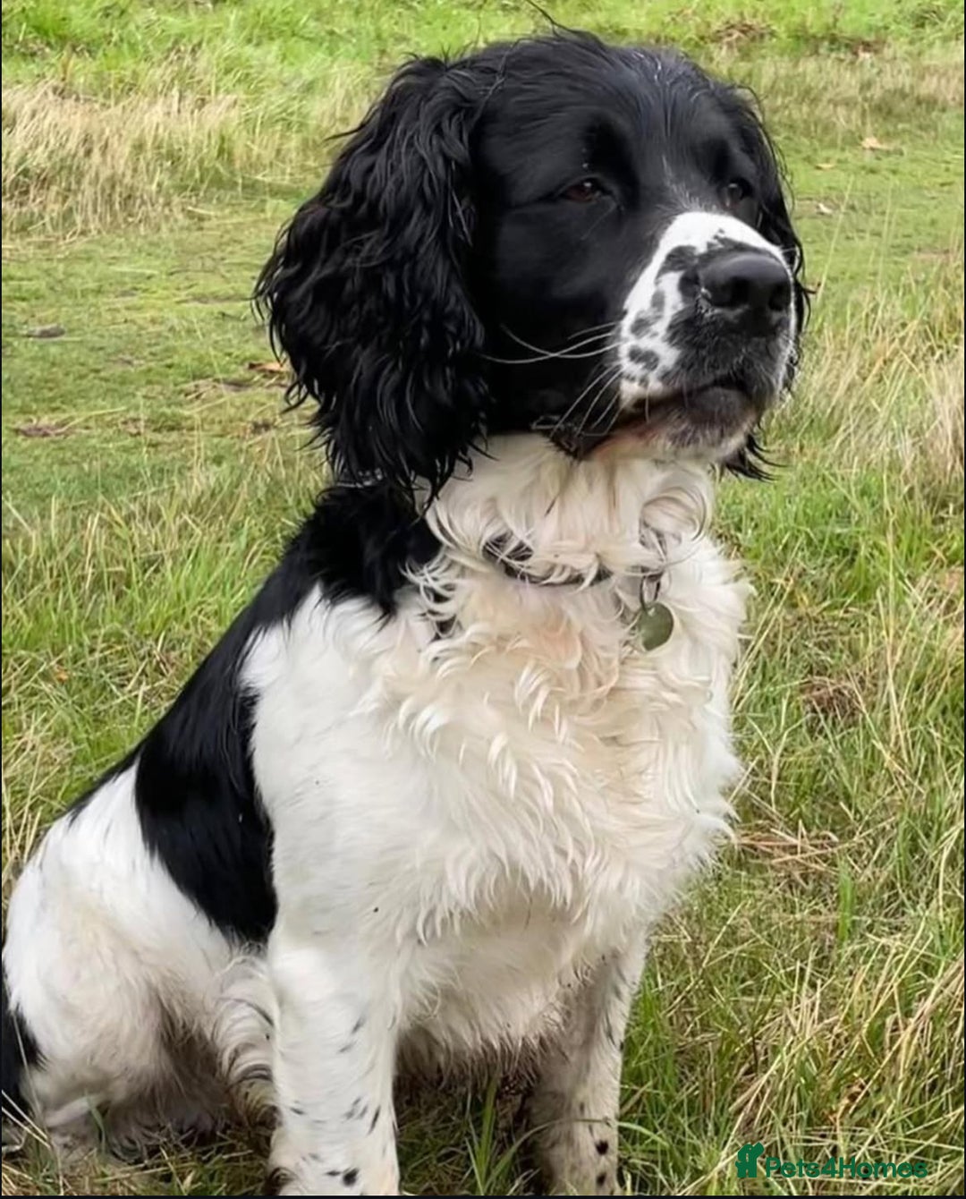 English Springer Spaniel dogs for sale: Springer Spaniel Puppies for sale  - Image 24