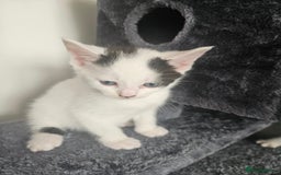 Mixed Breed cats for sale: 3 boys 2 girls - Image 5
