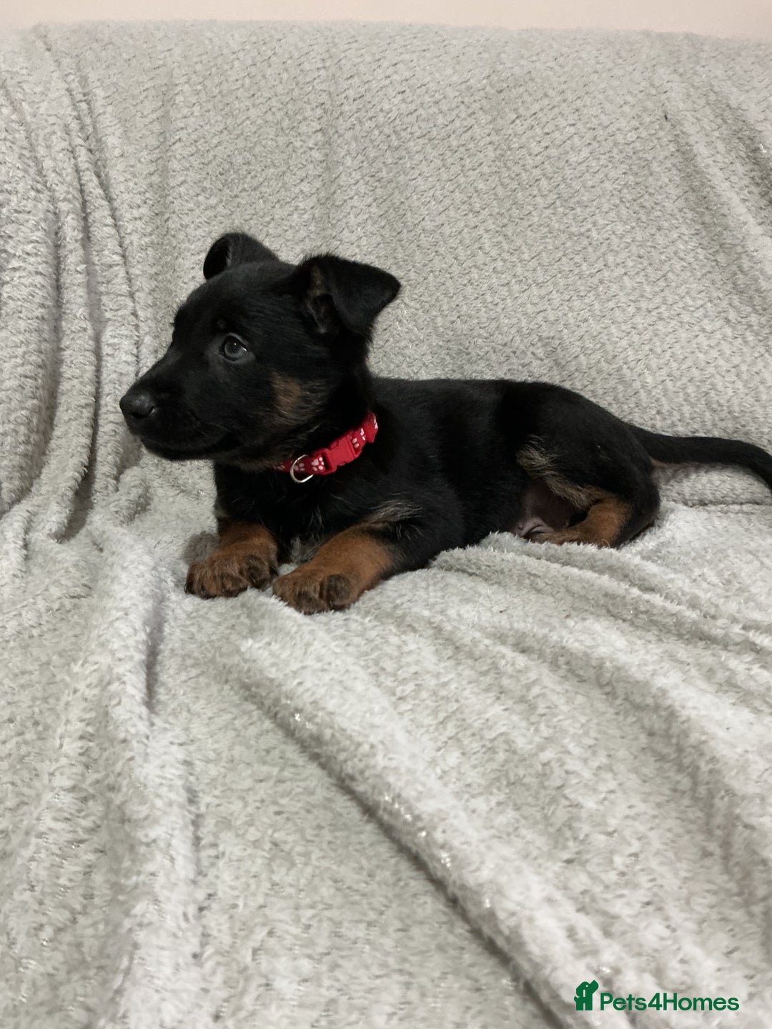 Belgian Shepherd Dog dogs for sale: 6 adorable Belgian malinois puppy's for sale  - Image 25