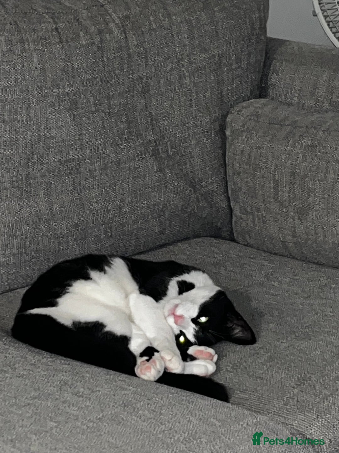 British Shorthair cats for sale: Cali Shorthair Cat - Advert 2