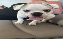 French Bulldog dogs for sale: French bulldog with blue husky coy - Advert 7