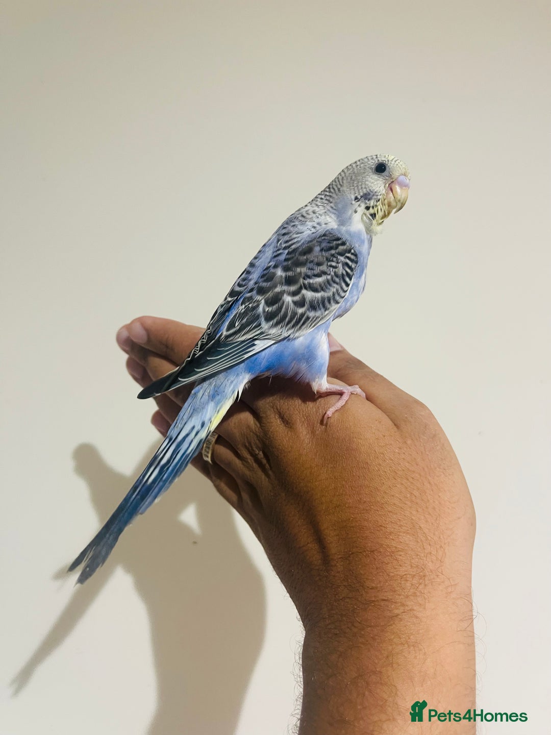 Budgerigars birds for sale: Hand reared budgies for sale  - Advert 13