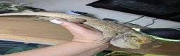 Bearded Dragon reptiles for sale: Looking for good homes. - Advert 5
