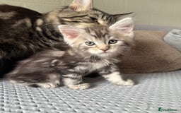 Maine Coon cats for sale: XL Russian Lines TICA registered Maine Coon Boy - Image 18