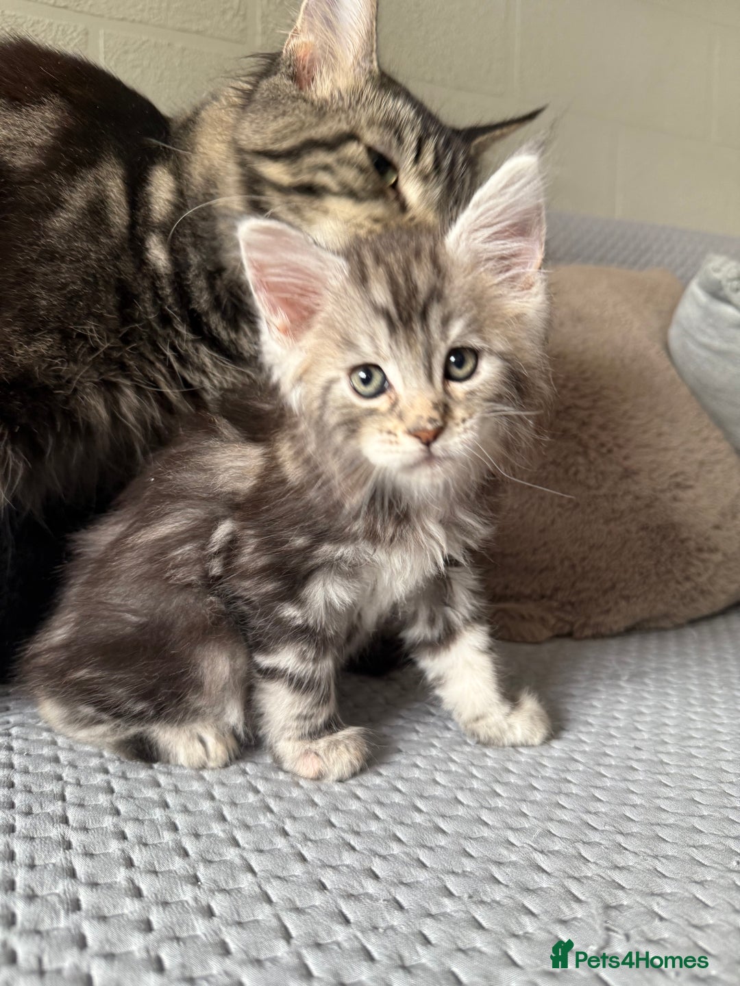 Maine Coon cats for sale: XL Russian Lines TICA registered Maine Coon Boy - Image 18