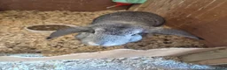 French Lop rabbits for sale: French Lop Bunnies - Advert 8