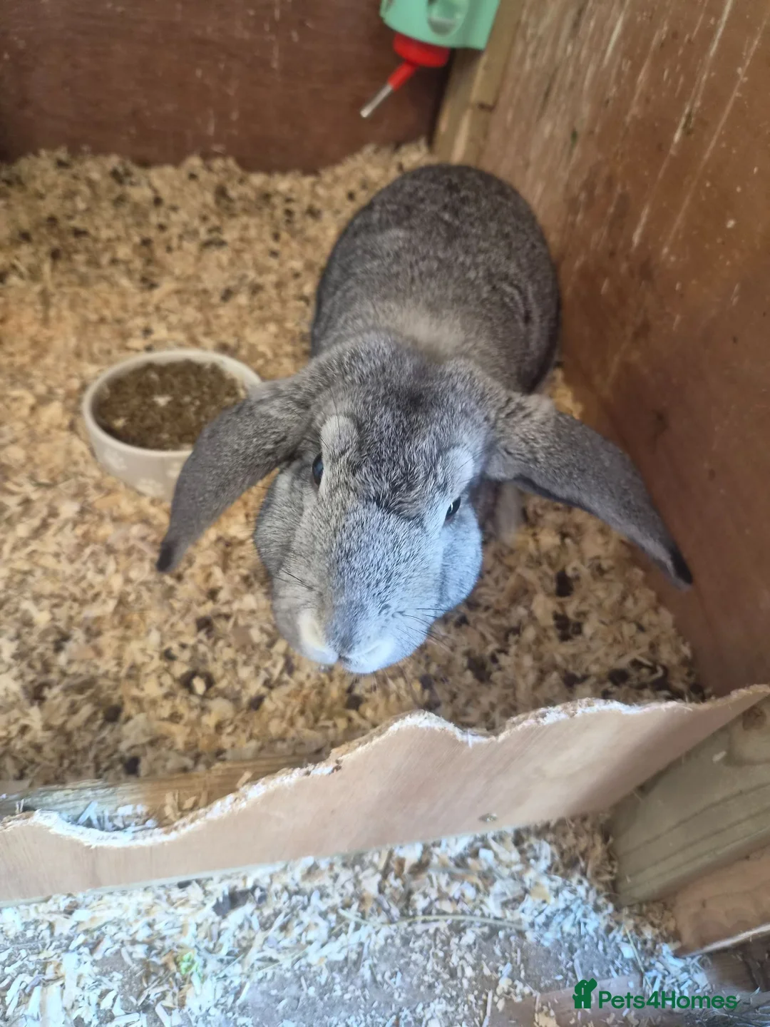 French Lop rabbits for sale: French Lop Bunnies - Advert 8