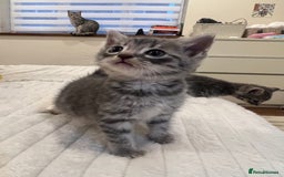 Mixed Breed cats for sale: Six adorable mixed silver striped bengal kittens  - Image 3