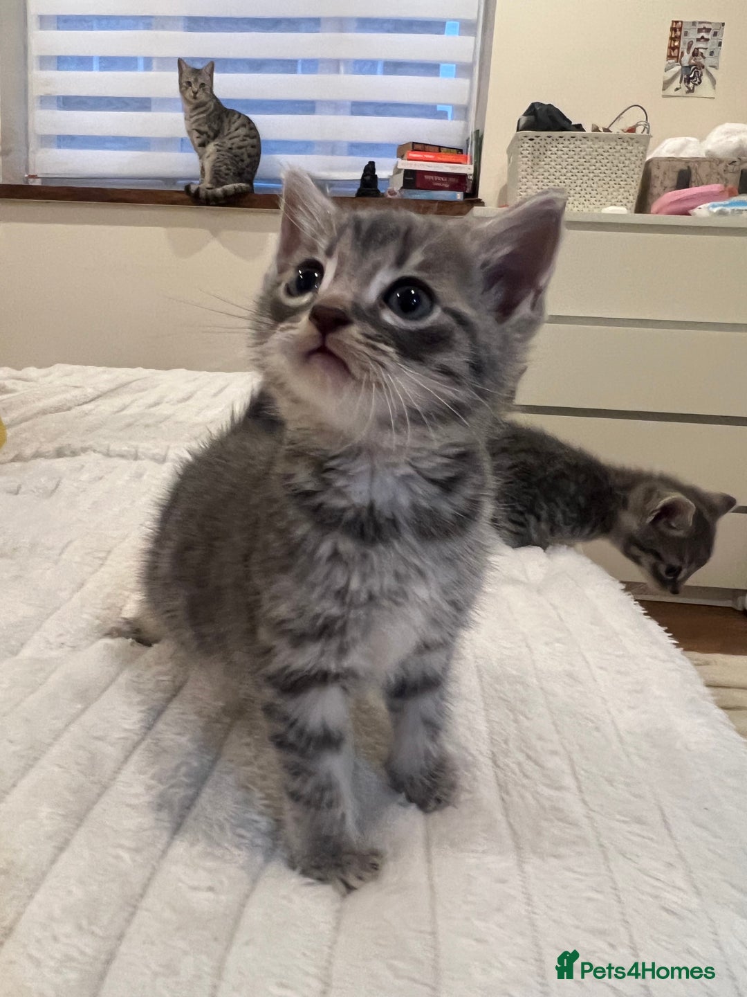 Mixed Breed cats for sale: Six adorable mixed silver striped bengal kittens  - Image 3