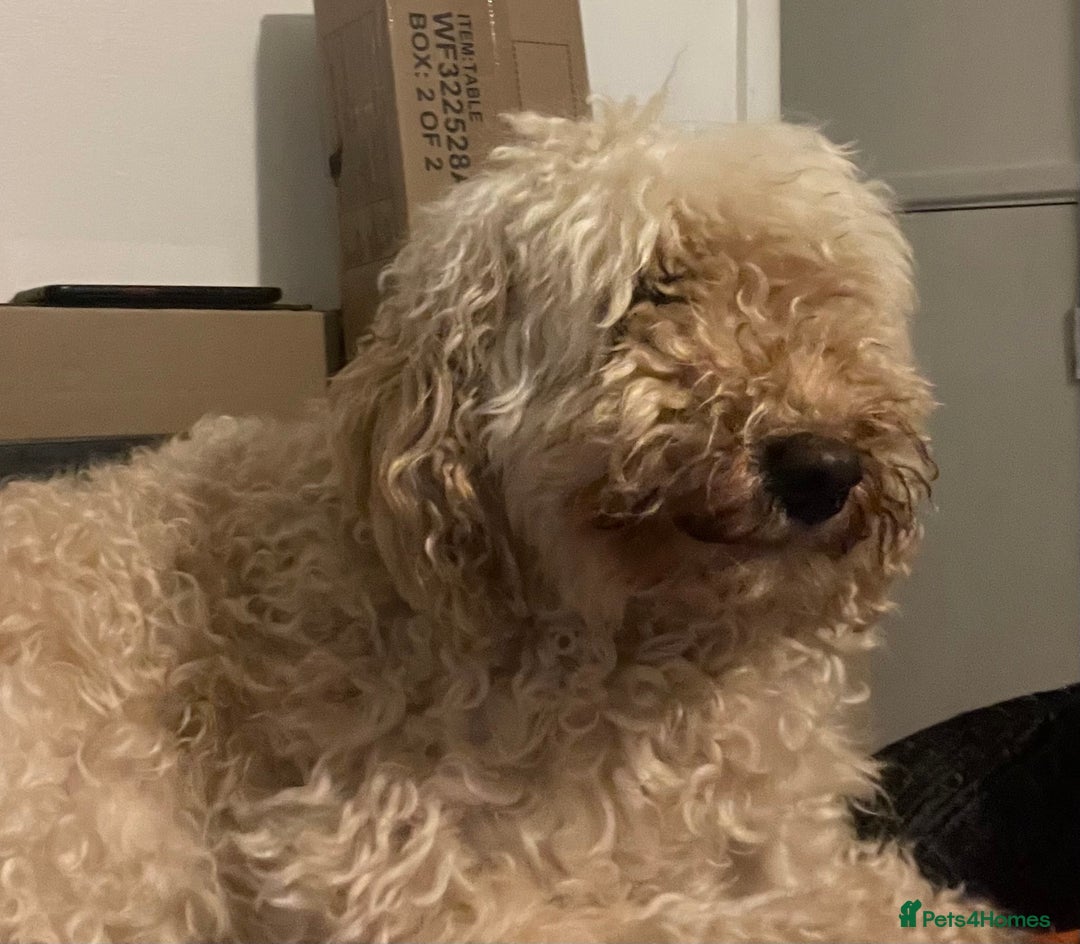 Australian Labradoodle dogs for sale: Meet Yasmin! - Advert 5