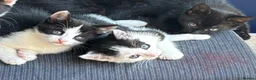 Mixed Breed cats for sale: Adorabile black and white kittens in Southampton - Advert 1
