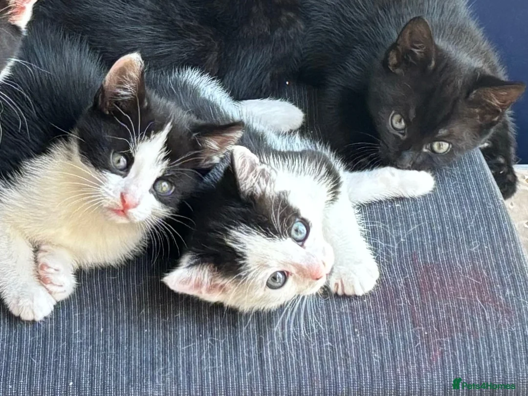 Mixed Breed cats for sale: Adorabile black and white kittens in Southampton - Advert 1