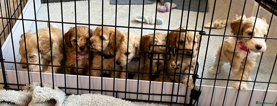 Cockapoo dogs Cockapoo puppies for sale - Advert 5