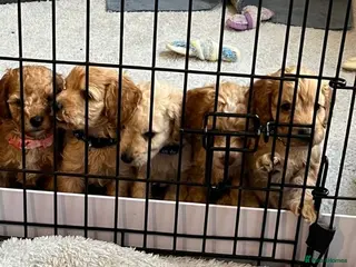 Cockapoo dogs Cockapoo puppies for sale - Advert 1