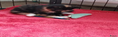 Mixed Breed Kitten 1