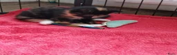 Mixed Breed cats for sale: Two gorgeous tortie girls - Advert 3