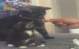 British Shorthair cats for sale: Negotiable British Shorthair  - Image 14