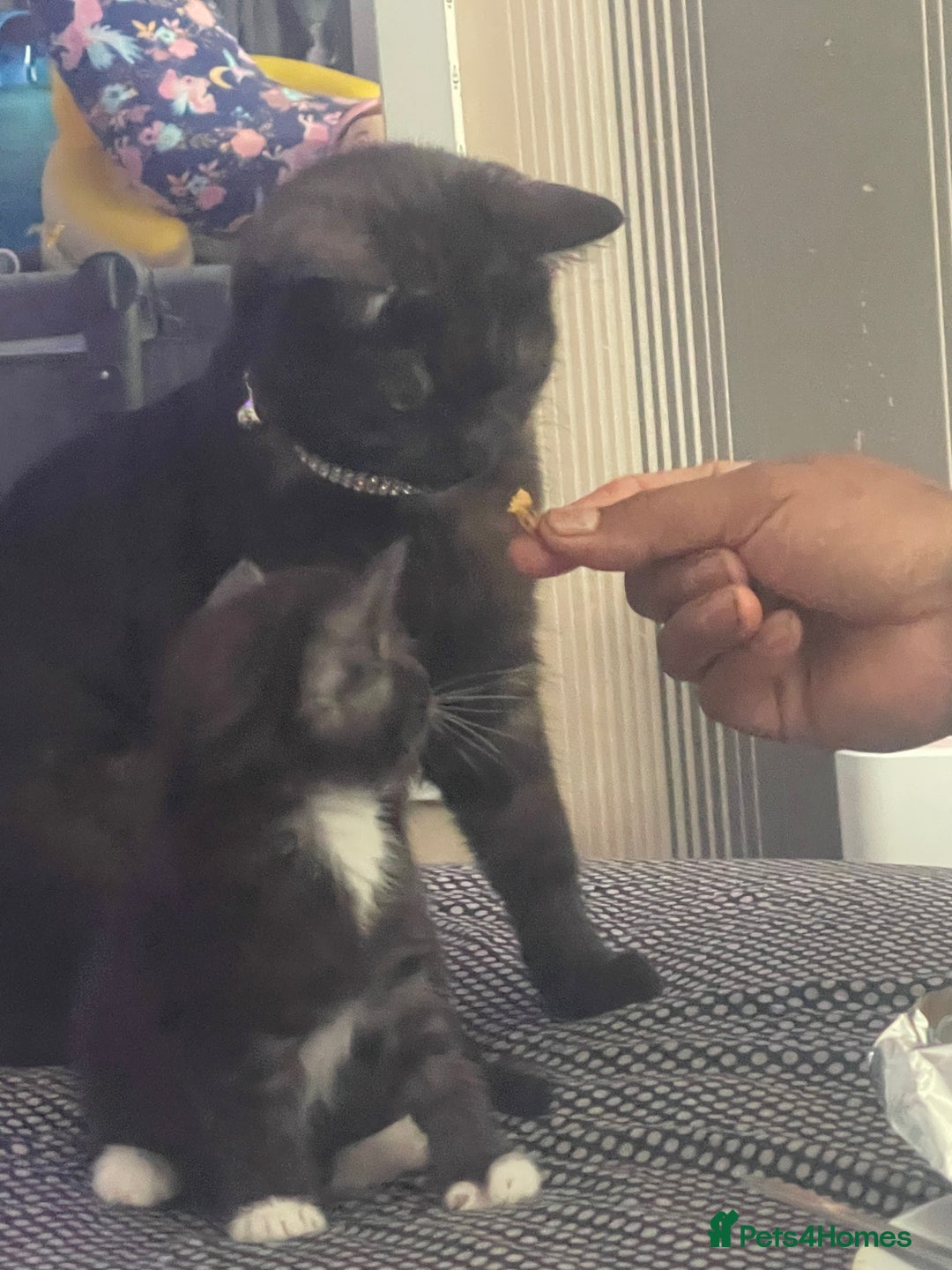British Shorthair cats for sale: Negotiable British Shorthair  - Image 14