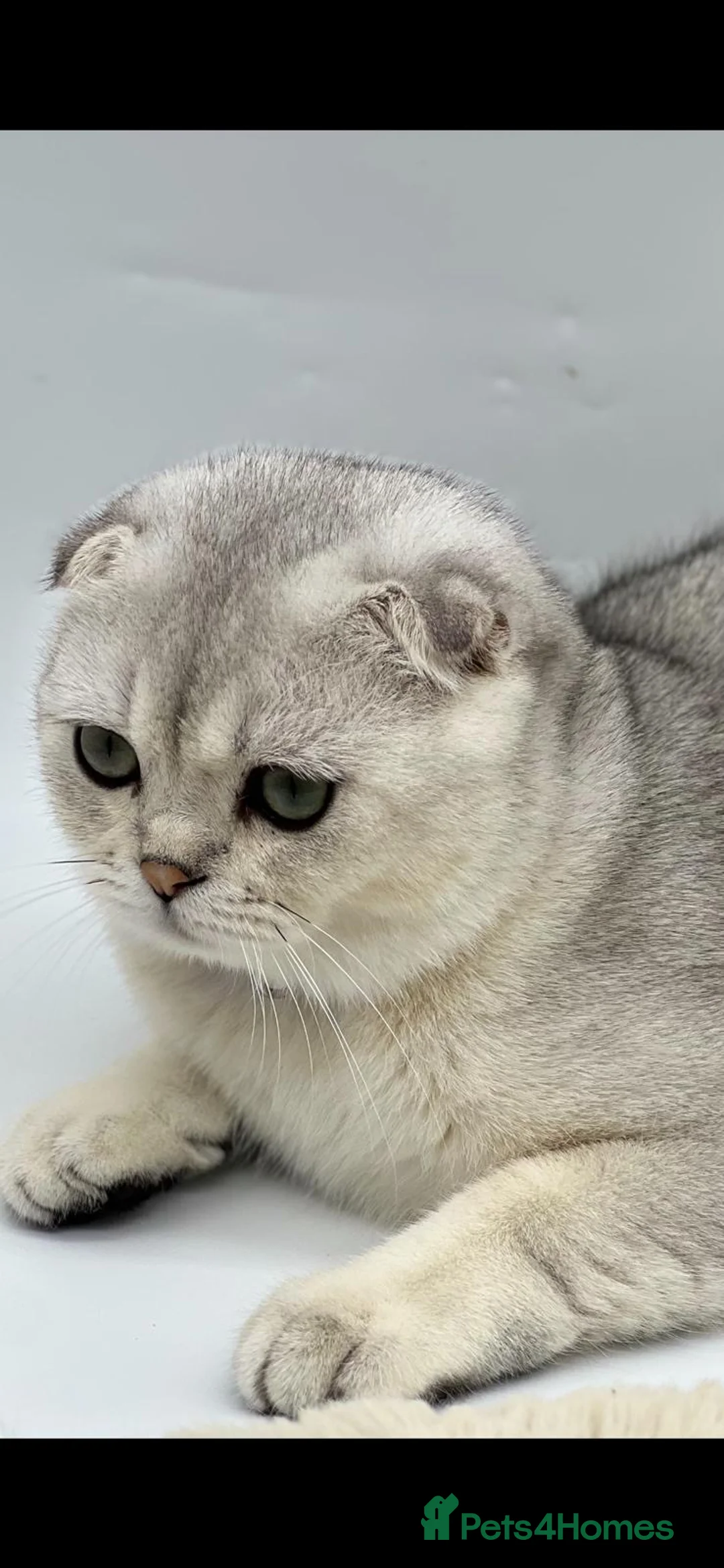 Scottish Fold cats for sale: Scottish Fold Kittens  - Advert 5