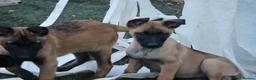 Belgian Shepherd Dog dogs for sale: Pups from JPMANK9  - Advert 12