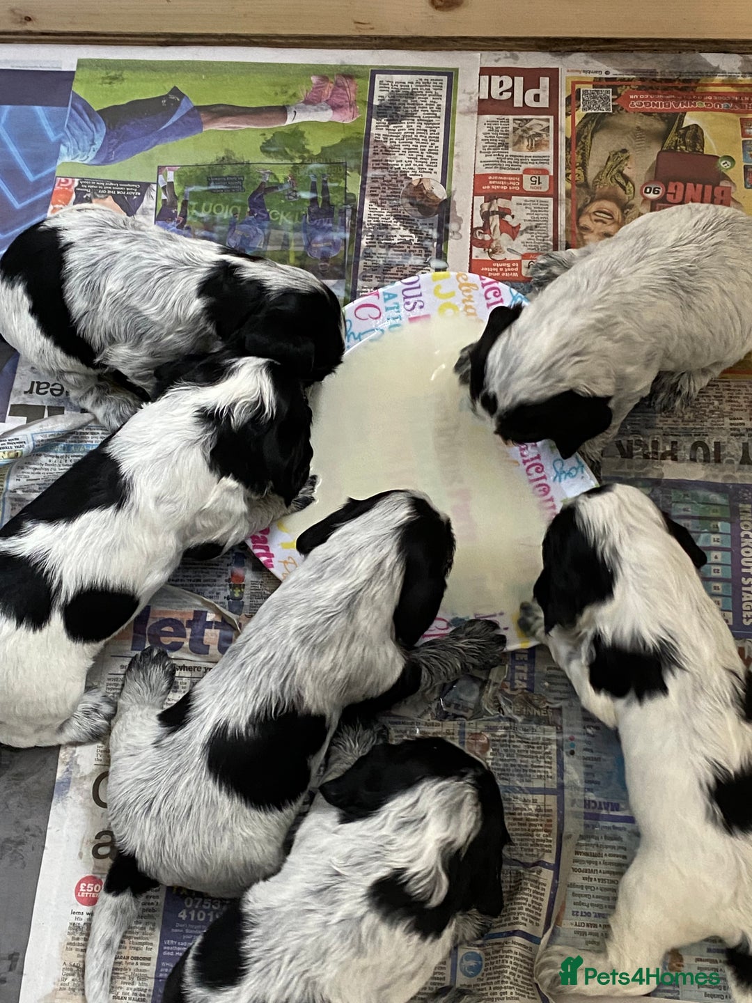 Cocker Spaniel dogs for sale: Beautiful cocker spaniel puppies  - Image 8