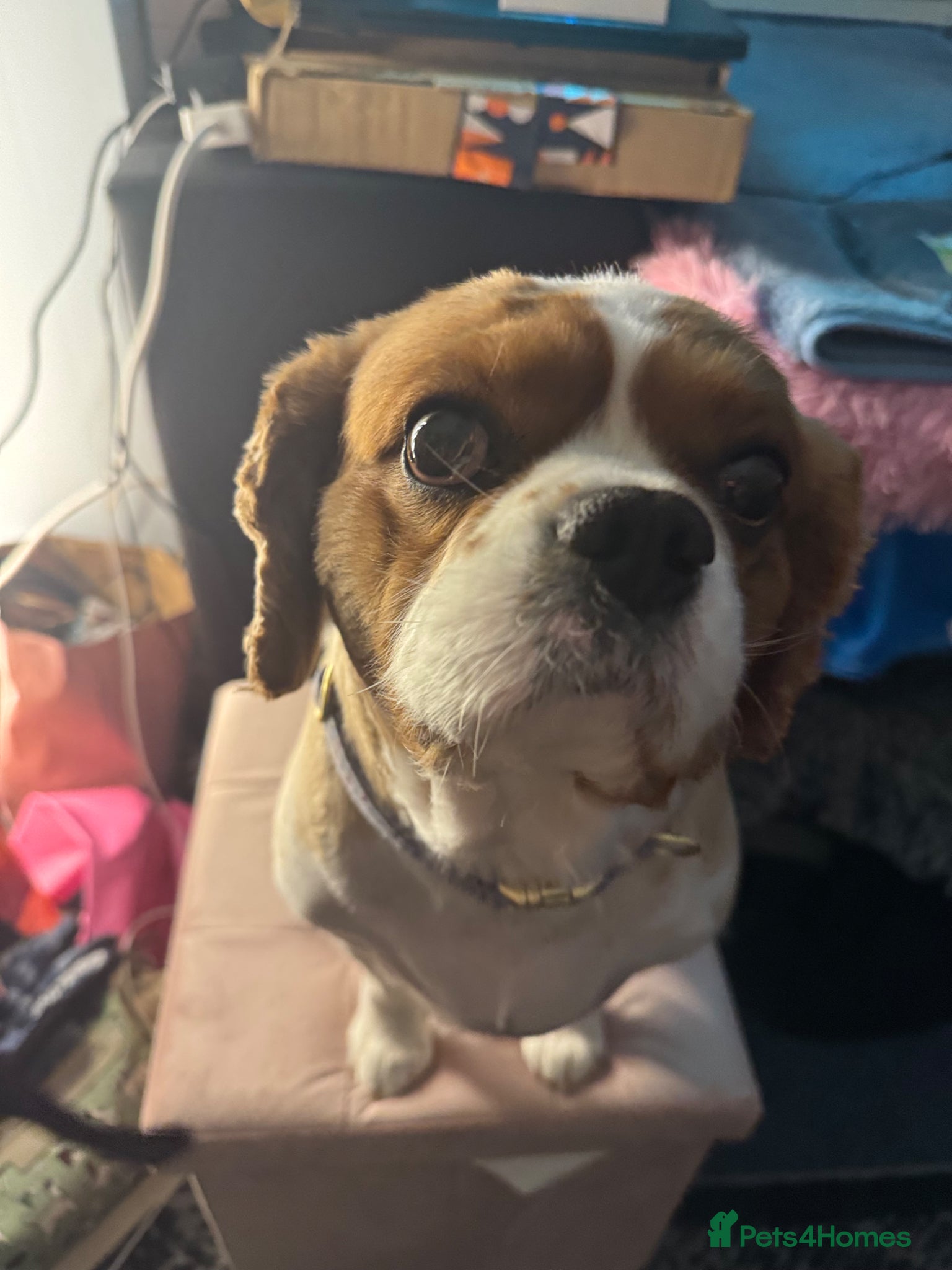 Cavalier King Charles Spaniel dogs My Beautiful Boy Needs a New Home - Advert 2