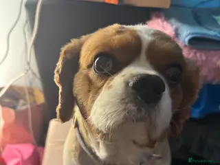 Cavalier King Charles Spaniel dogs My Beautiful Boy Needs a New Home - Advert 12
