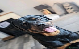 Rottweiler dogs for stud: Rottweiler for STUD only (not for sale/rehoming) - Advert 12