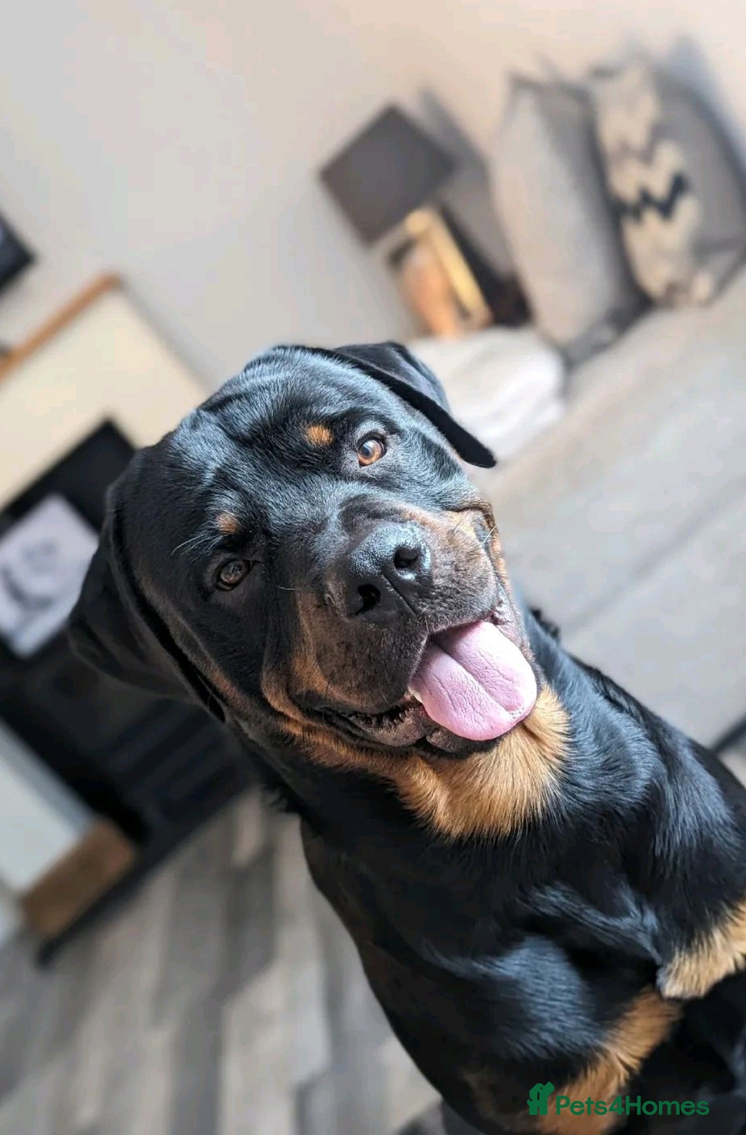 Rottweiler dogs for stud: Rottweiler for STUD only (not for sale/rehoming) - Advert 12