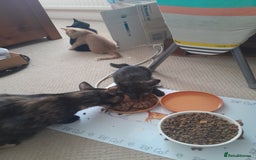 British Shorthair cats for sale: Cute playful smart kittens ready for new homes - Image 16