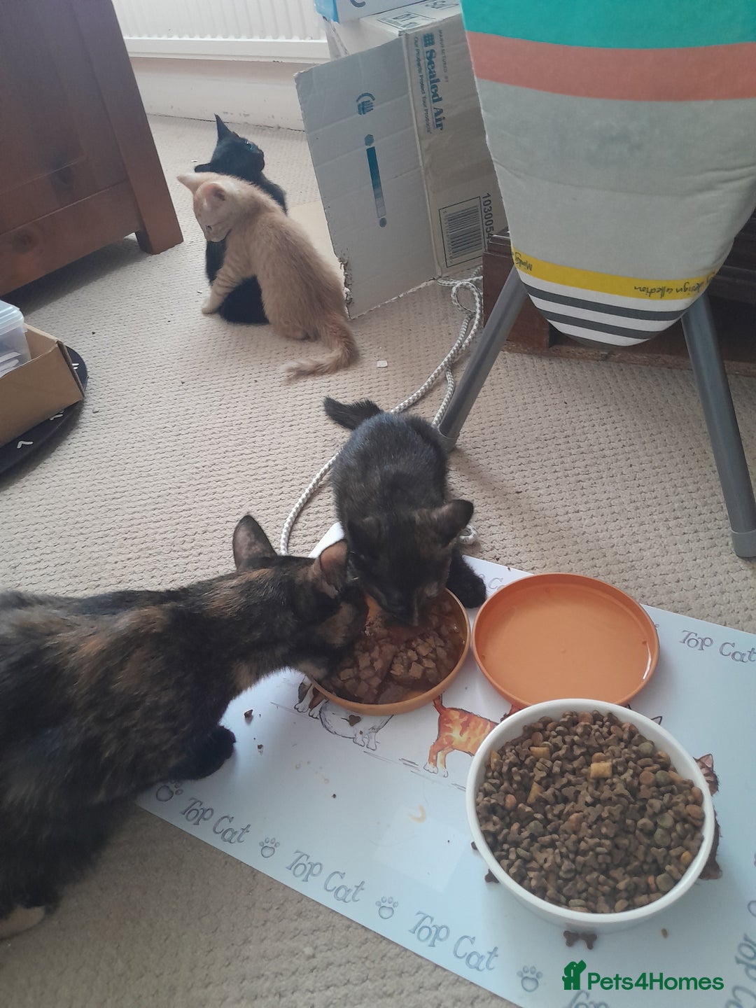 British Shorthair cats for sale: Cute playful smart kittens ready for new homes - Image 16