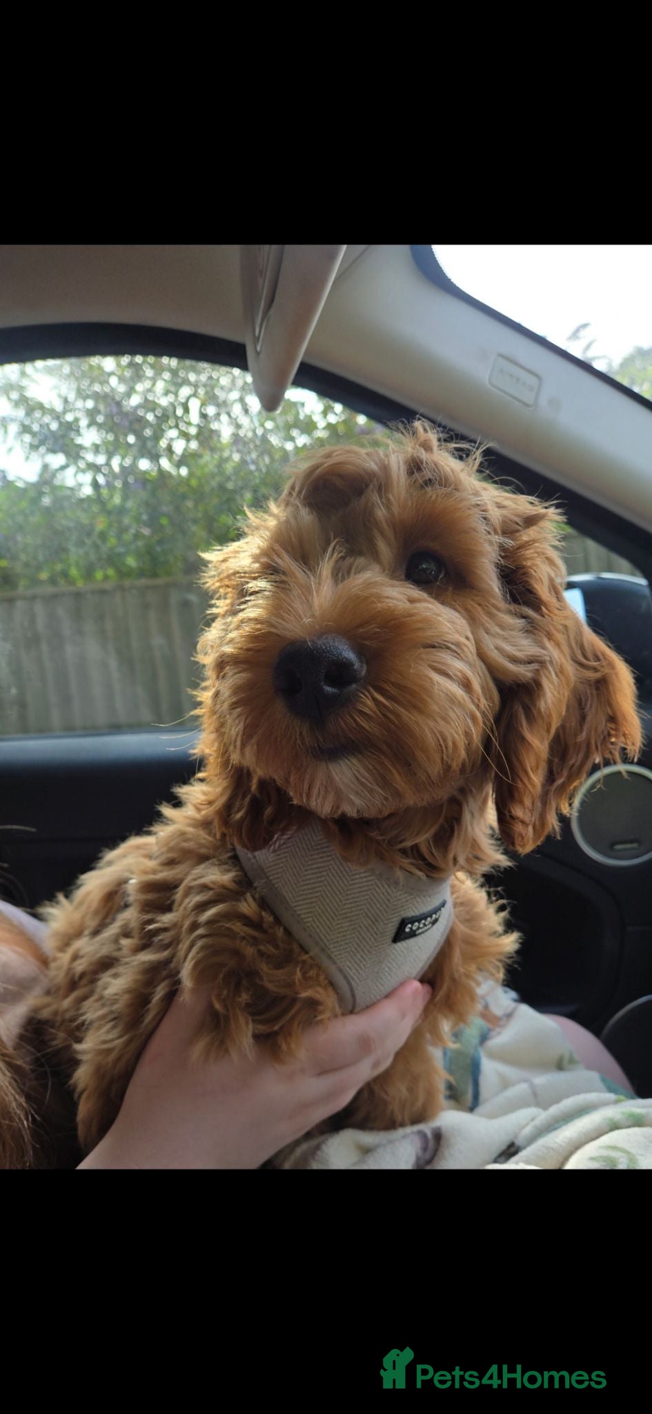Cockapoo dogs F1 Cockerpoo male  - Advert 2