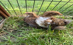 Chickens poultry for sale: 2 pekin millefluer growers - Image 4