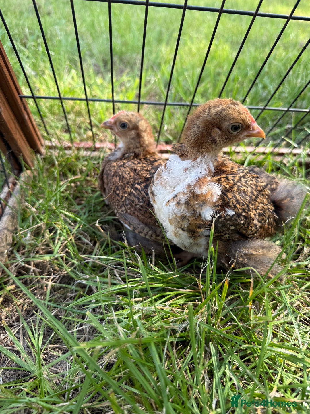 Chickens poultry for sale: 2 pekin millefluer growers - Image 4