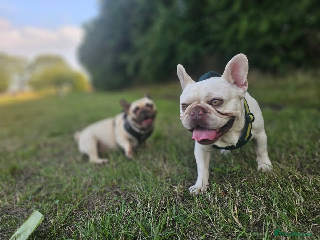 French Bulldog dogs for sale: French bulldog puppies  - Image 19