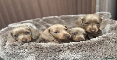 Miniature Dachshund dogs - Advert 5