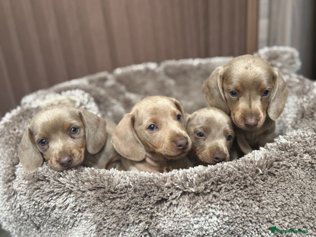Miniature Dachshund dogs for sale: Miniature dachshund - Image 2