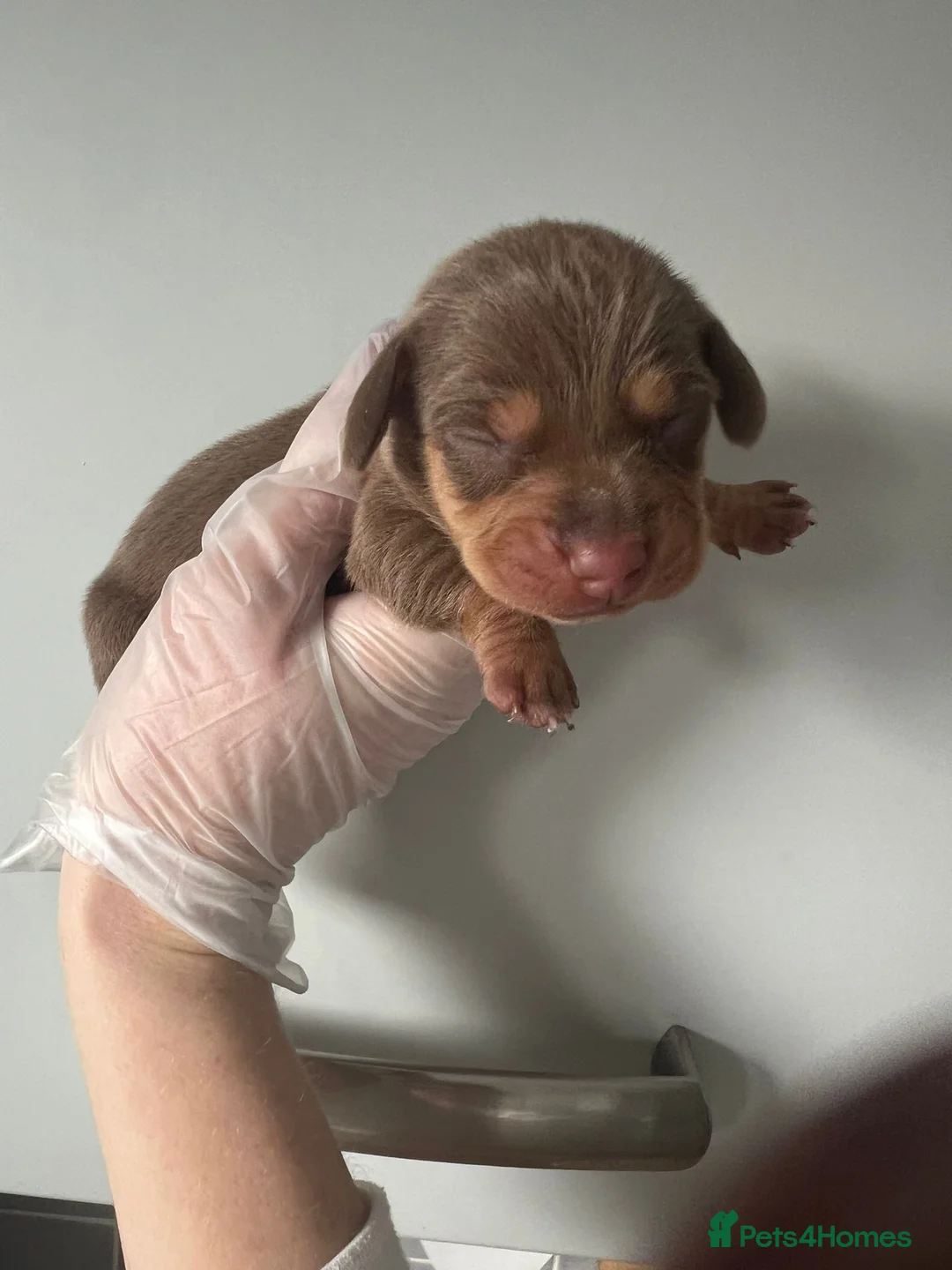 Miniature Dachshund dogs for sale: Beautiful KC Registered Minature Dachshunds  in Portsmouth - Advert 14