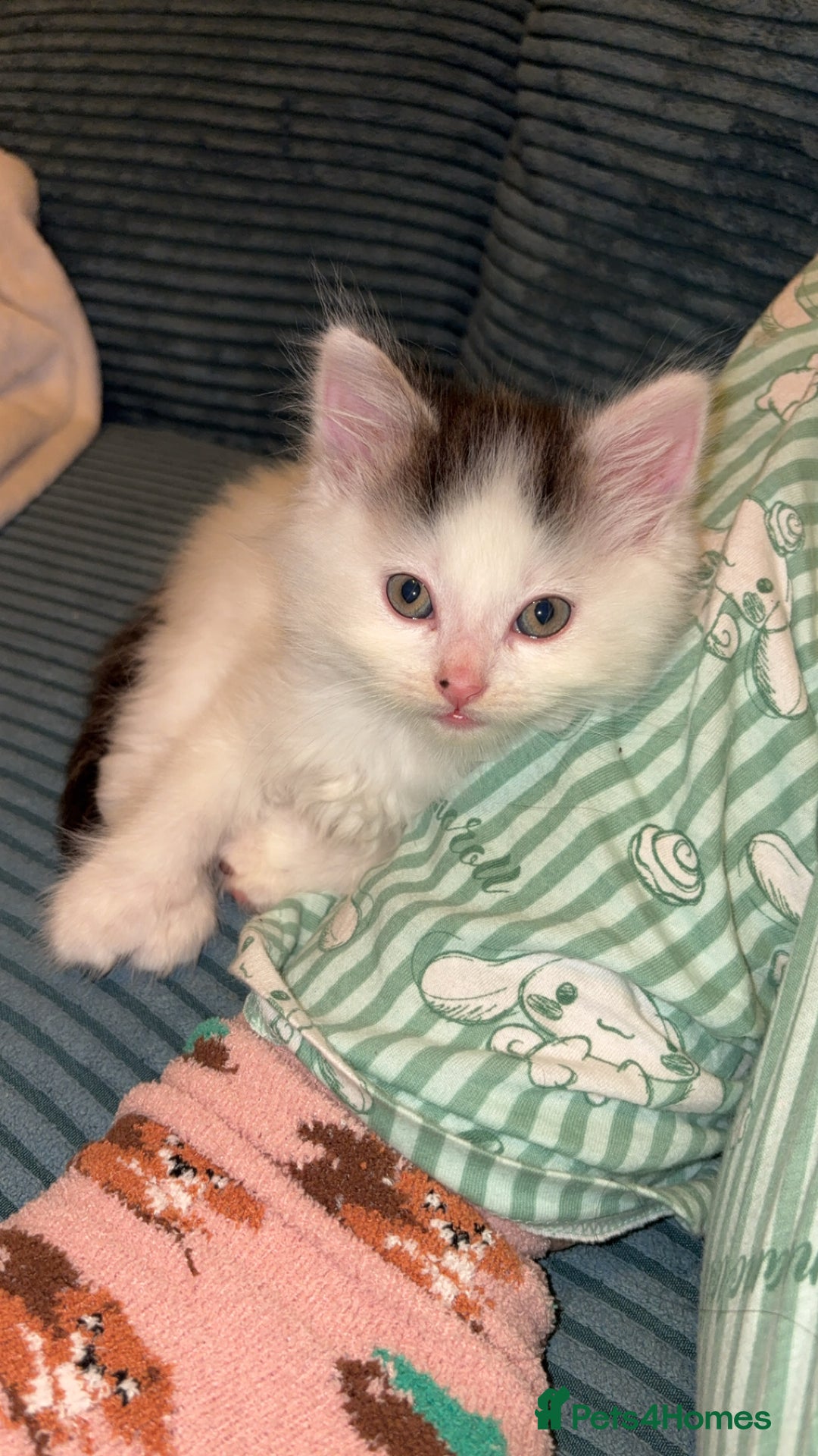 Mixed Breed cats for sale: Adorable fluffy kittens  - Advert 19