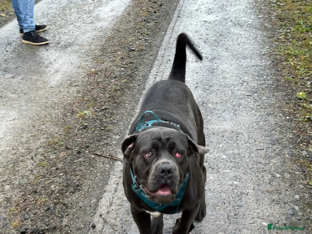 Cane Corso dogs for sale: Cane Corso Needing New Home in Carlisle - Advert 2