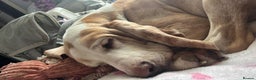 Mixed Breed dogs for adoption: Lovely timid Sabueso Hound for adoption - Advert 4