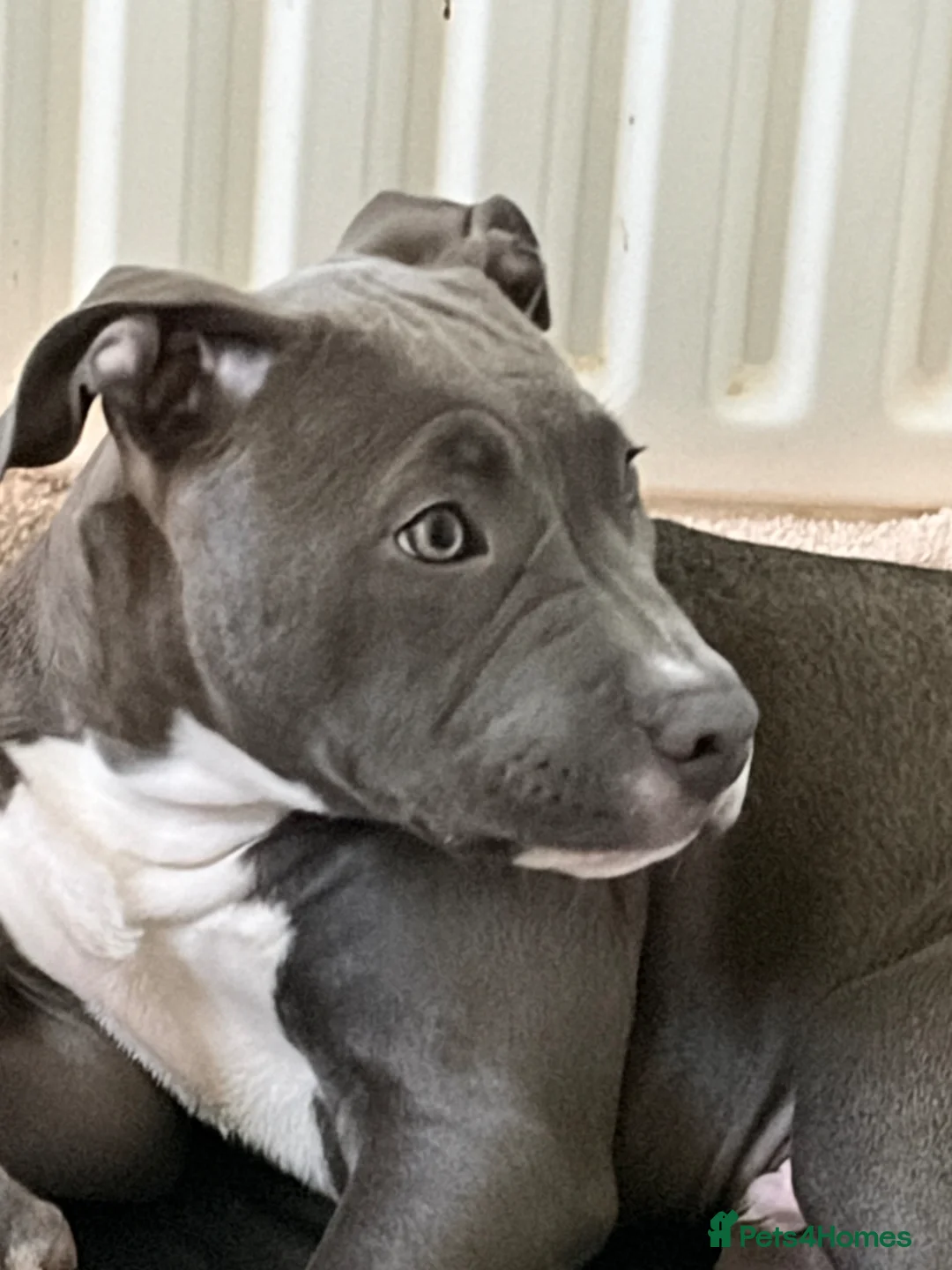 Mixed Breed dogs for sale: BLUE BULL X STAFF in Glasgow - Advert 2