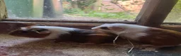 Guinea Pig rodents for sale: Adorable guineas ready 3rd July - sows&boars - Advert 3
