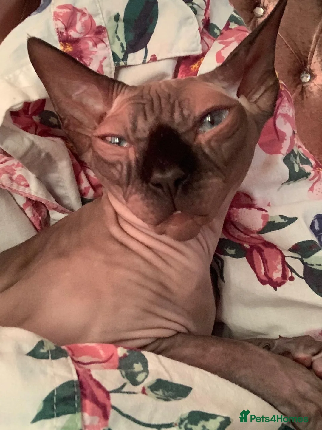Sphynx cats for sale: Beautiful Sphynx Kittens Looking for Loving Homes in Warminster - Advert 1