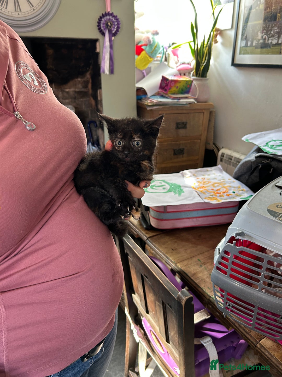 Mixed Breed cats for sale: Mixed coloured 8week old kittens  - Image 3