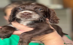 Cocker Spaniel dogs for sale: Cocker spaniel  - Image 6