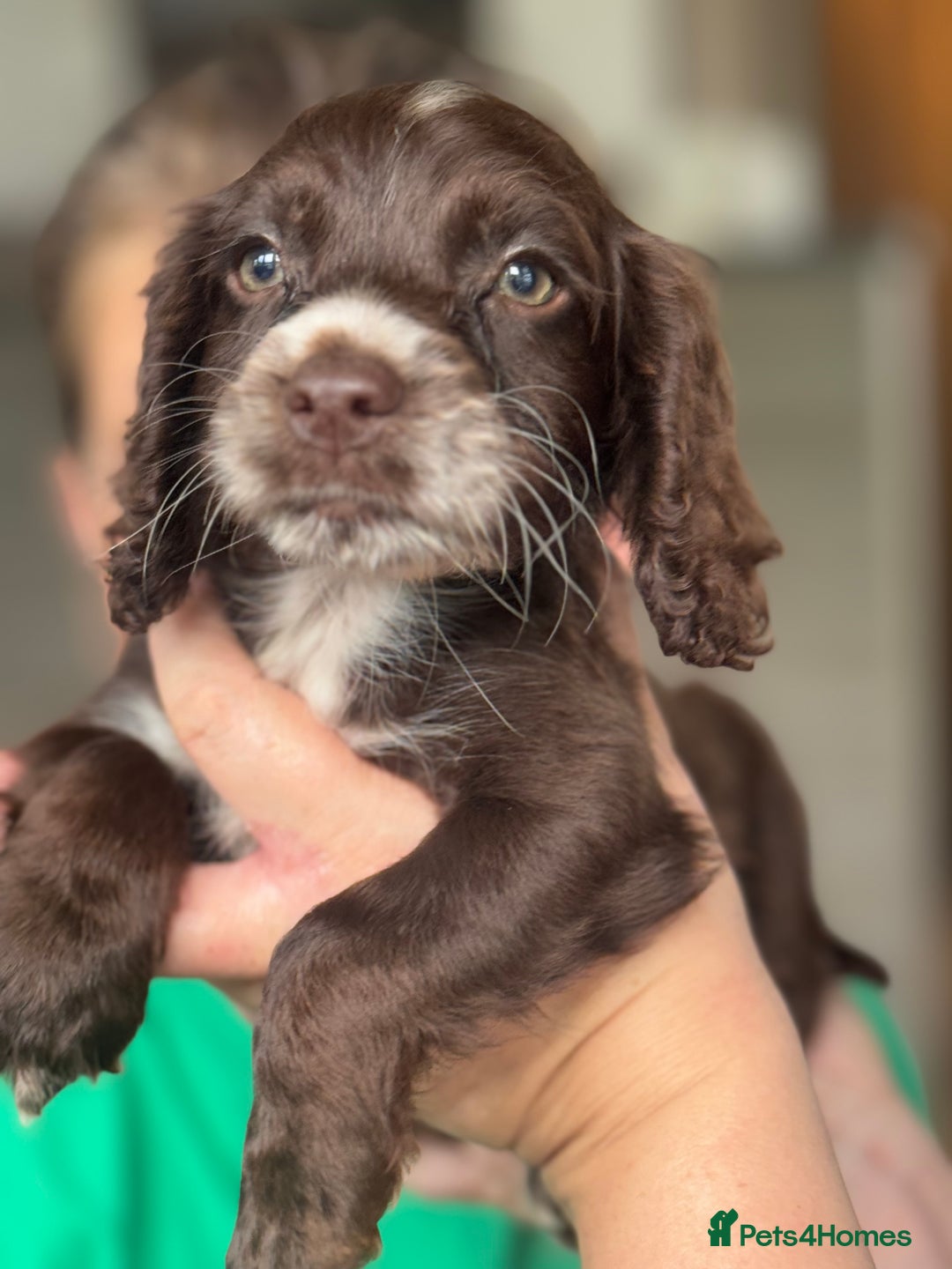 Cocker Spaniel dogs for sale: Cocker spaniel  - Image 6