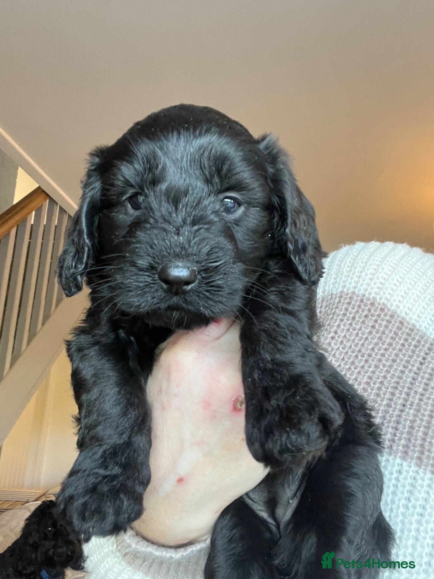 Cockapoo dogs 7 stunning F1 cockapoo puppies, black and browns  - Advert 2